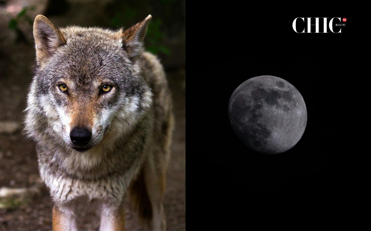 Conoce qué es la Luna de Lobo 2025 (Pexels)