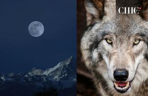 Los horarios para ver la Luna Lobo del 2025 (Pexels)