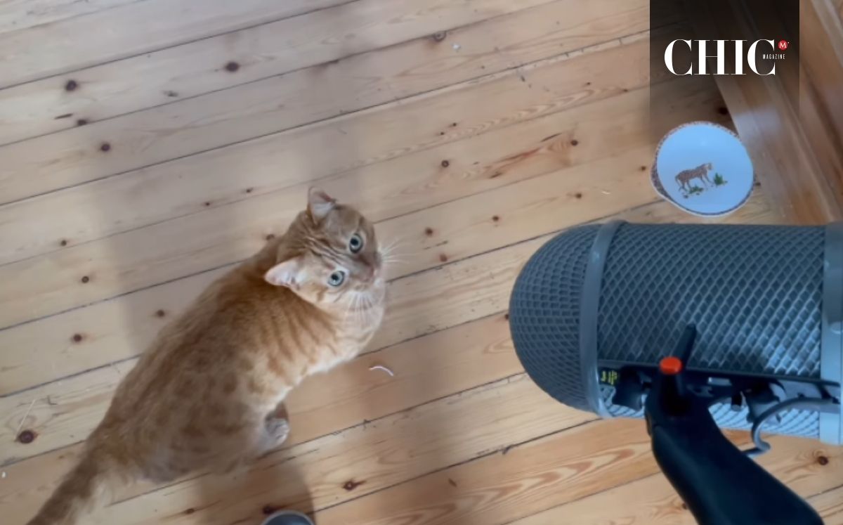 Gato que le dio la voz a Flow en la vida real (Instagram)