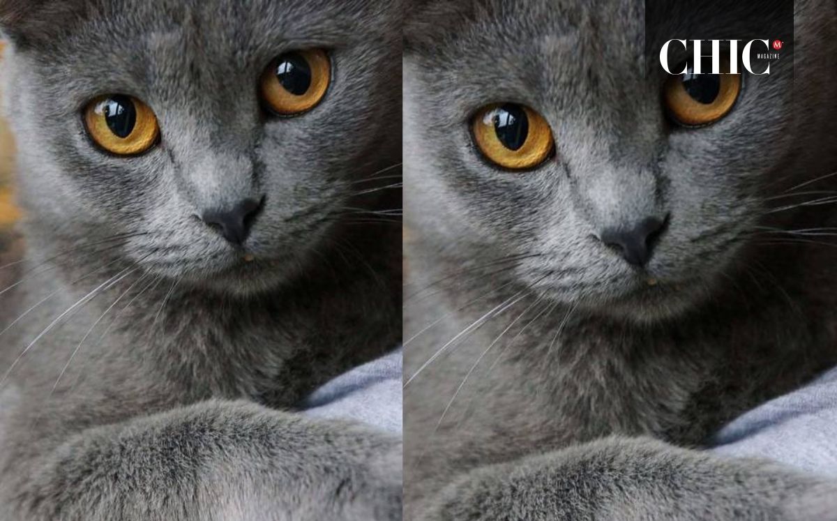 Josefine, el gato de Flow en la vida real (Instagram)