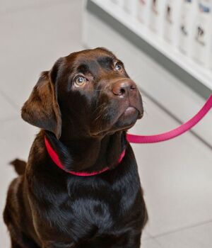 Perros en CDMX tendrán collares diferentes (Freepik)