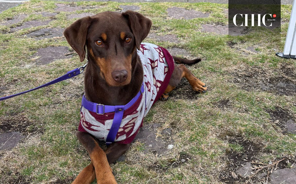 270 mascotas han encontrado un hogar gracias a este tipo de iniciativas (Cortesía)