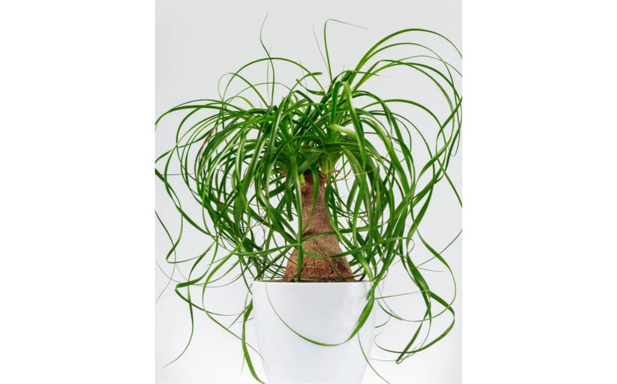 La planta Beaucarnea recurvata, esta prohibida en México (Instagram)