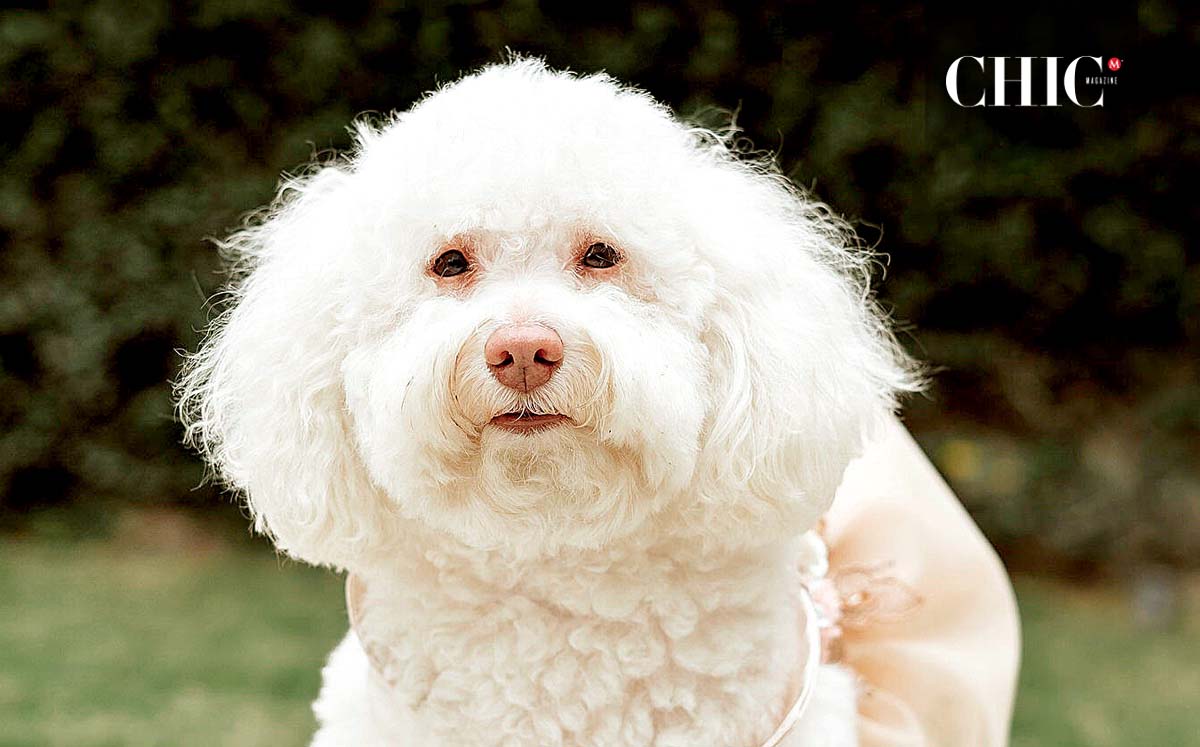 MOSHI estuvó presente en la boda de sus queridos humanos