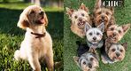 Adoptar a un perro: ¿Sabes todo lo que implica? Descúbrelo aquí (Freepik)