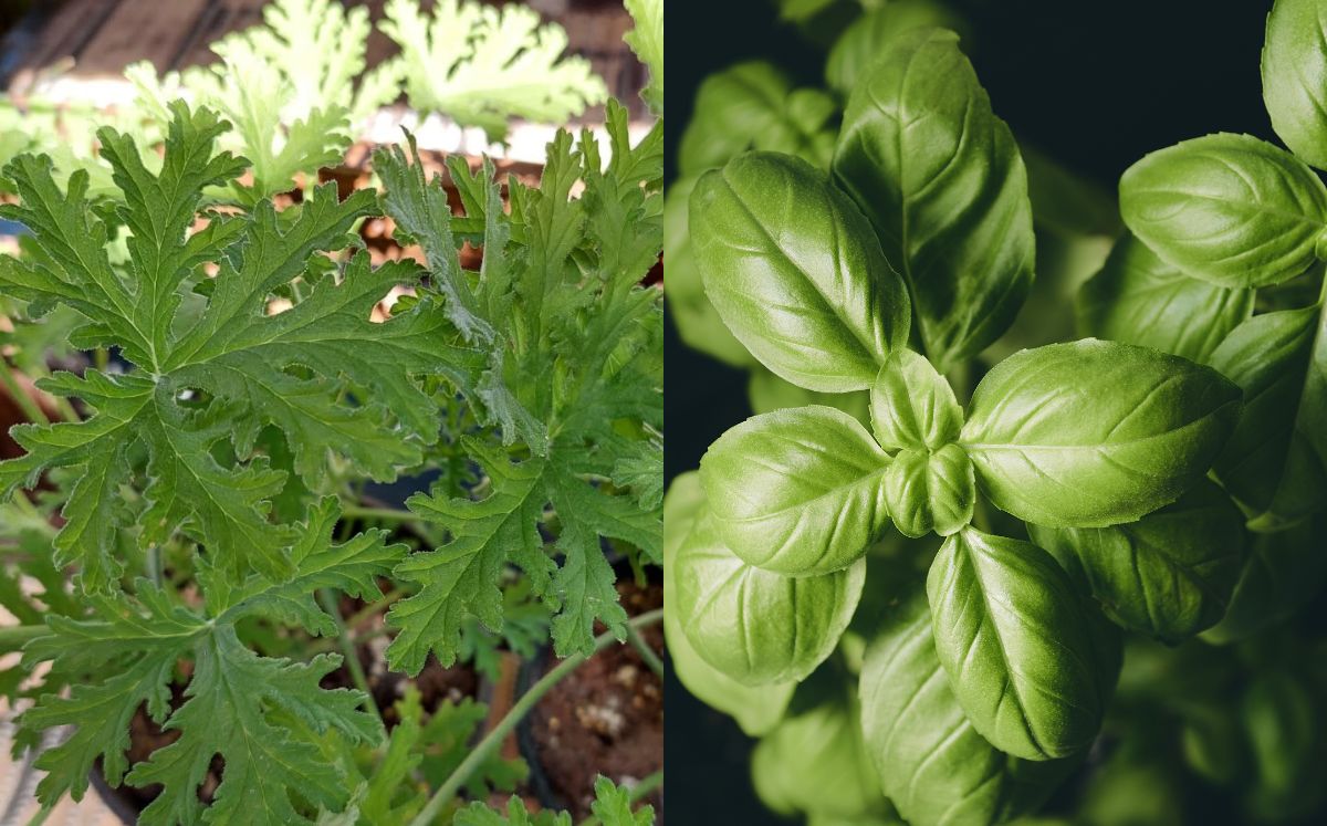 Albahaca y Citronela (Instagram/Freepik)