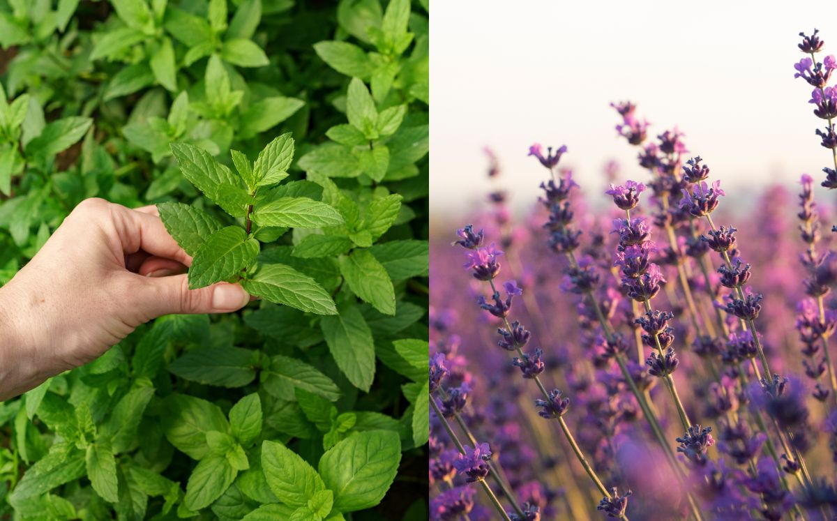 Lavanda y menta (Instagram/Freepik)