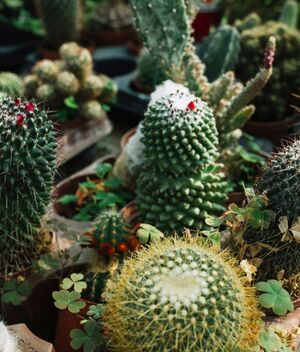 Multas por tener cactus en peligro de extinción, ¿cuál es? (Freepik)