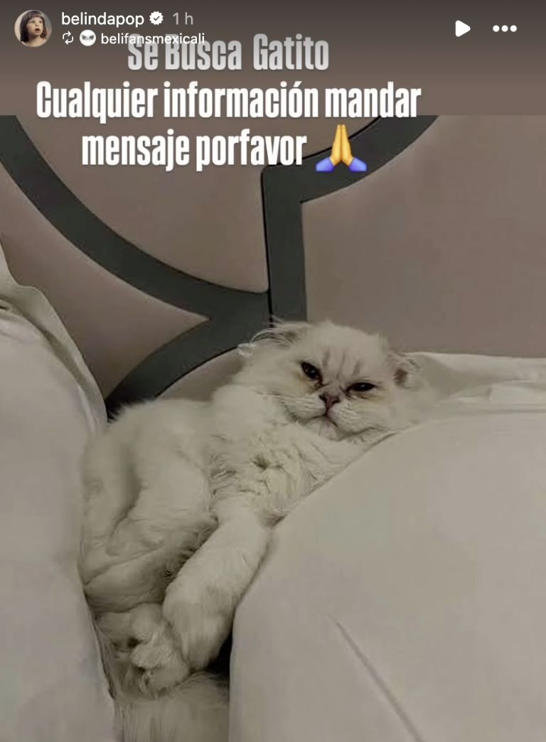 Belinda pide ayuda a sus fans para que encuentren a su gato (Instagram)