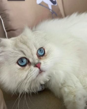 Glen, el gato de Belinda (Instagram)