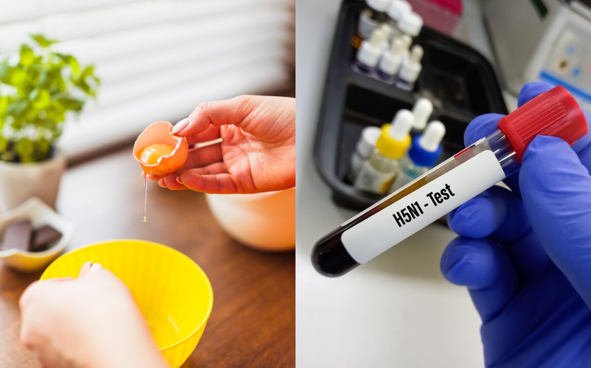Influenza aviar H5N1: ¿Puede contagiarse comiendo huevo o pollo? (Foto: Getty/Freepik)
