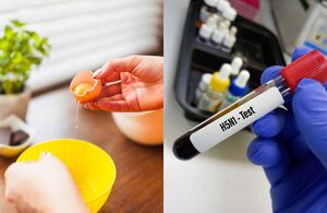 Influenza aviar H5N1: ¿Puede contagiarse comiendo huevo o pollo? (Foto: Getty/Freepik)
