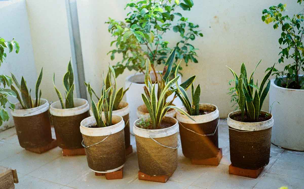 Esta planta fácil de cuidar, tiene la capacidad de filtrar algunas toxinas comunes del aire. (Foto: Pexels)