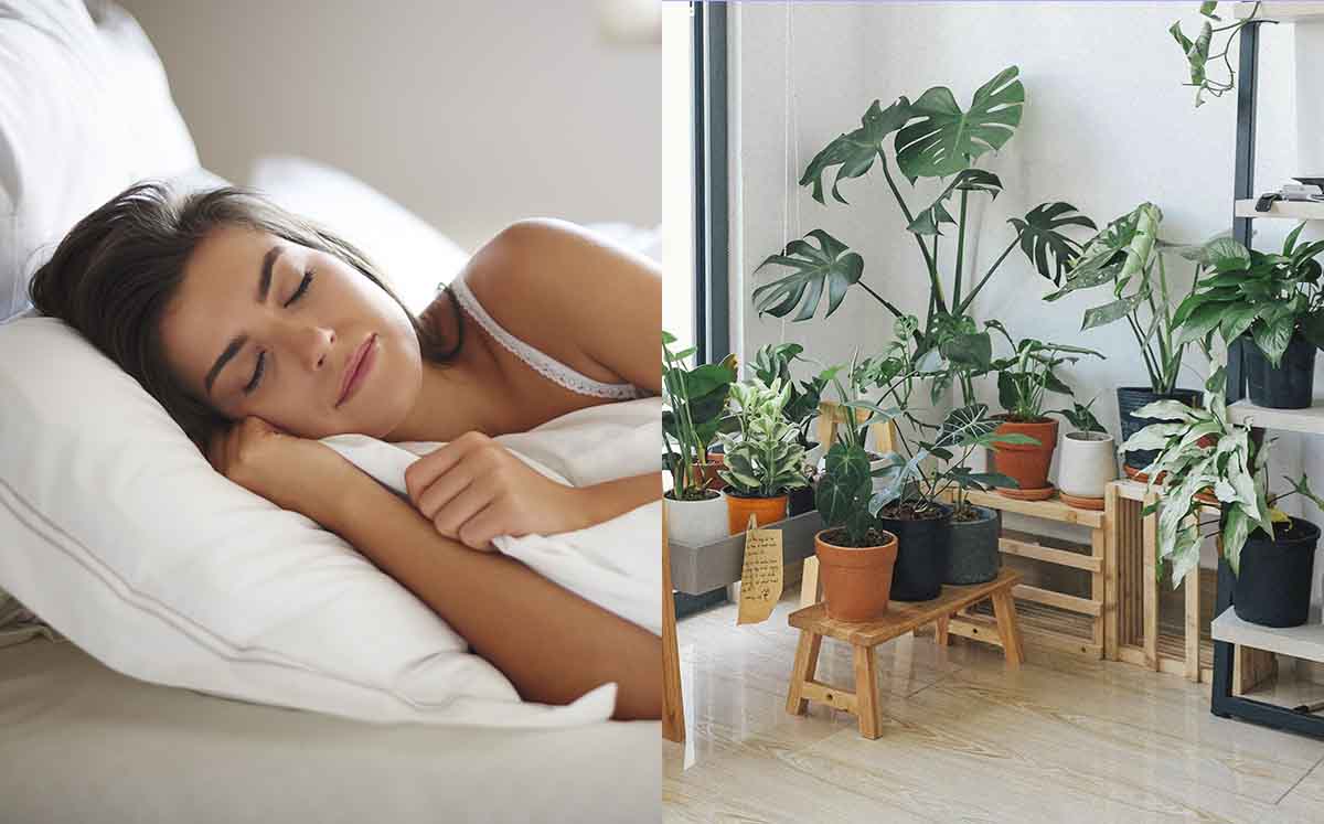 Hay plantas que son ideales tener en la habitación por sus beneficios para la salud. (Foto: Freepik)
