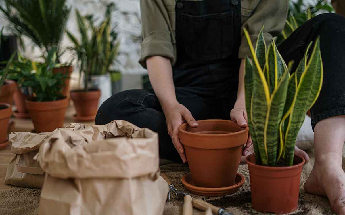 Si tienes problemas para dormir la madre naturaleza nos regala estas plantas para dar bienestar. Foto: Pexels)