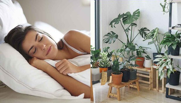 Hay plantas que son ideales tener en la habitación por sus beneficios para la salud. (Foto: Freepik)