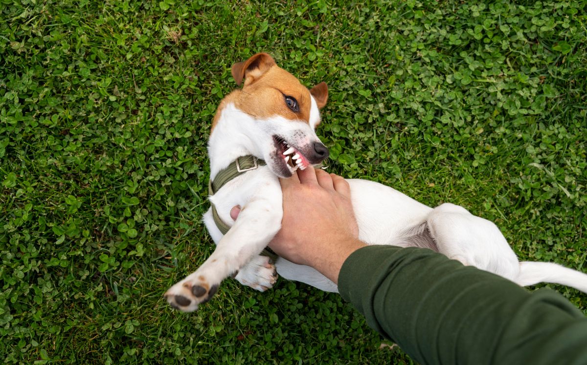 No todos los perros no son pet friendly (Freepik)