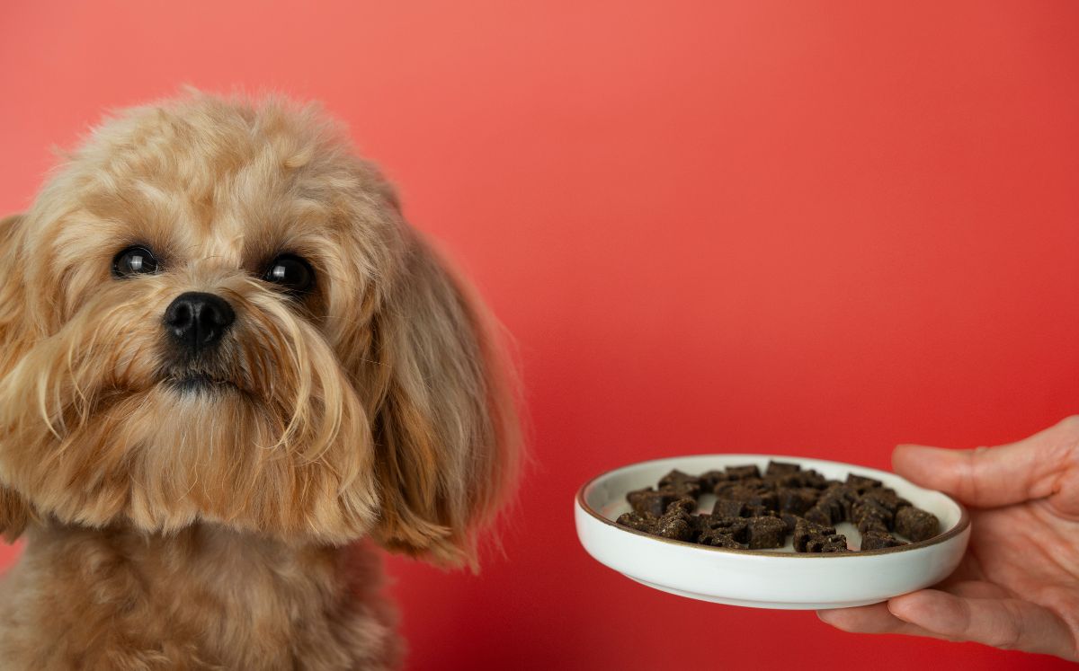 Reciclaje de empaques de comida para mascotas (Freepik)
