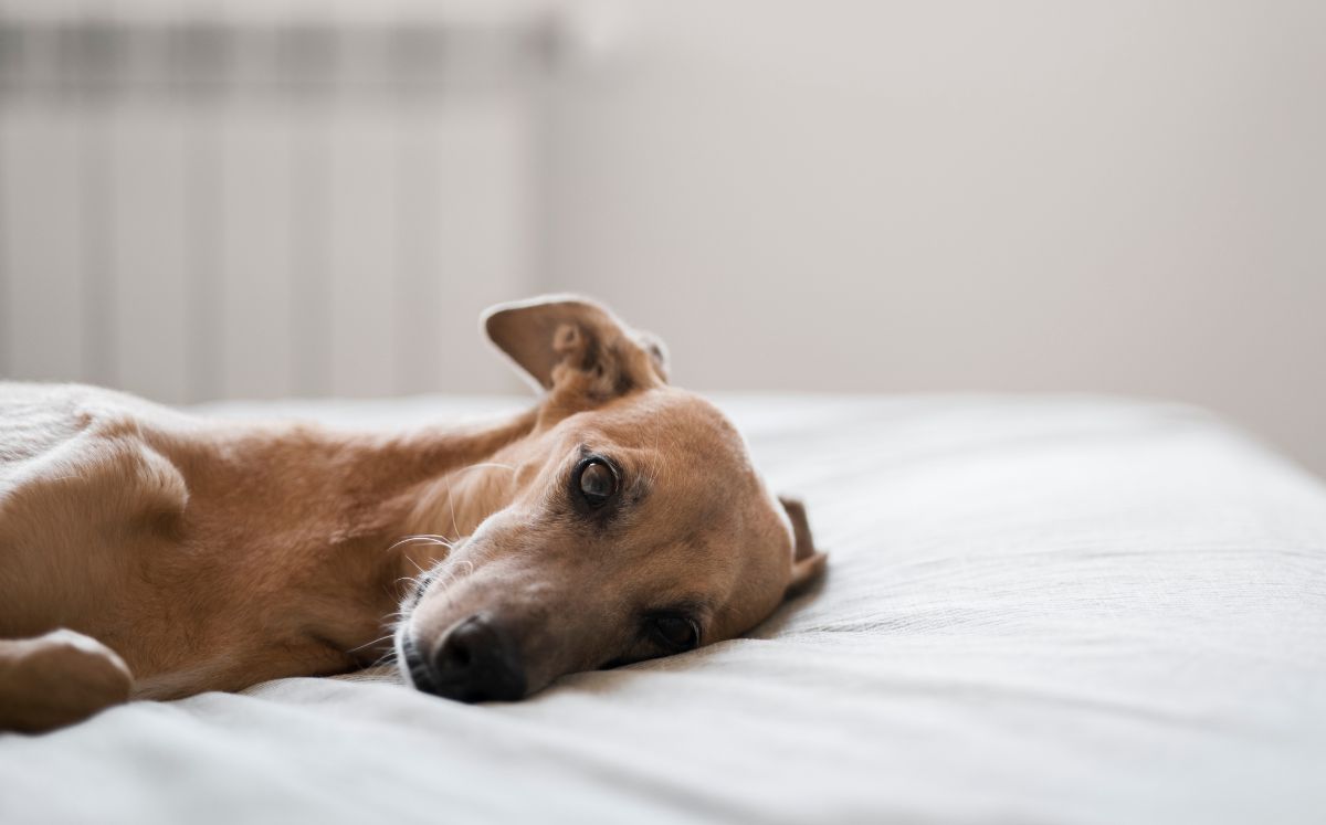 Una simple herida podría convertirse en pesadilla para tu mascota con el gusano barrenador (Freepik)