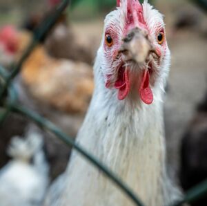 Gripe aviar se expande a las vacas; ¿los humanos corremos riesgo? (Getty Images)