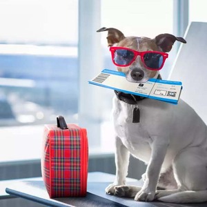 Los mejores tips de Cute Pet Pachuca para viajar con tu mascota  / Fotos: Cortesía