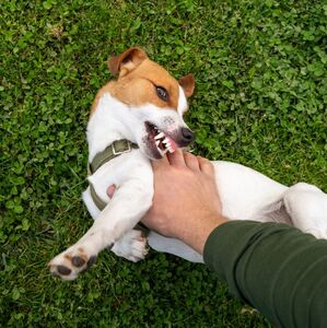 No todos los perros no son pet friendly (Freepik)