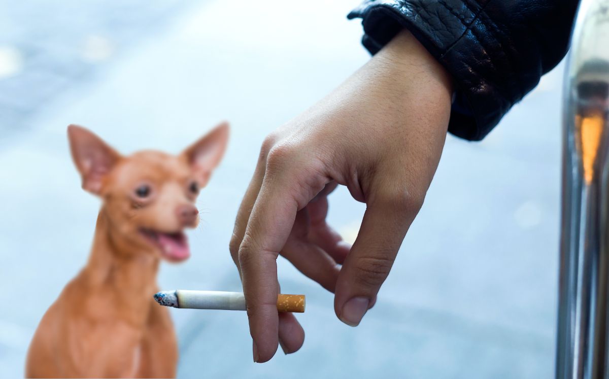 El cigarro no solo te mata a ti, también enferma a tu mascota (Freepik)