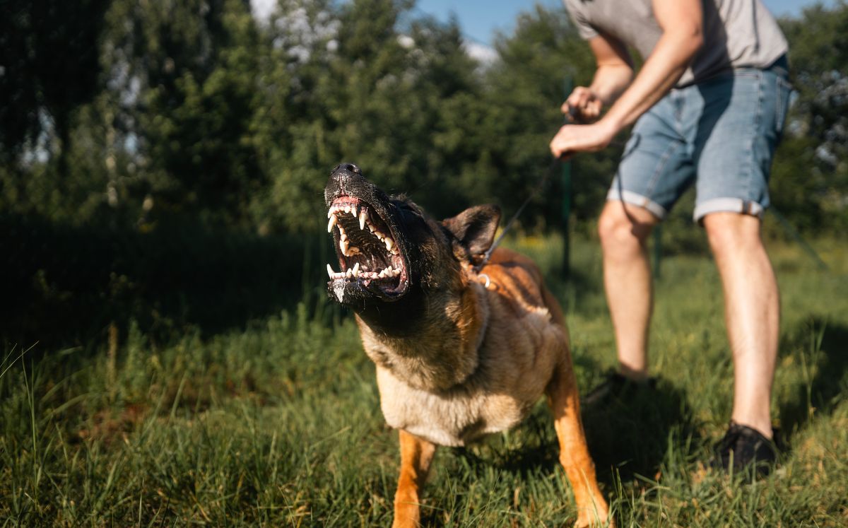 Provocan peleas entre perros para pedirte dinero; así actúan en CDMX (Getty Images)