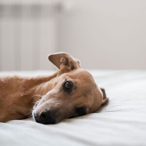 Una simple herida podría convertirse en pesadilla para tu mascota con el gusano barrenador (Freepik)