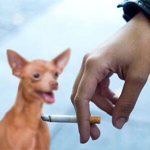 El cigarro no solo te mata a ti, también enferma a tu mascota (Freepik)