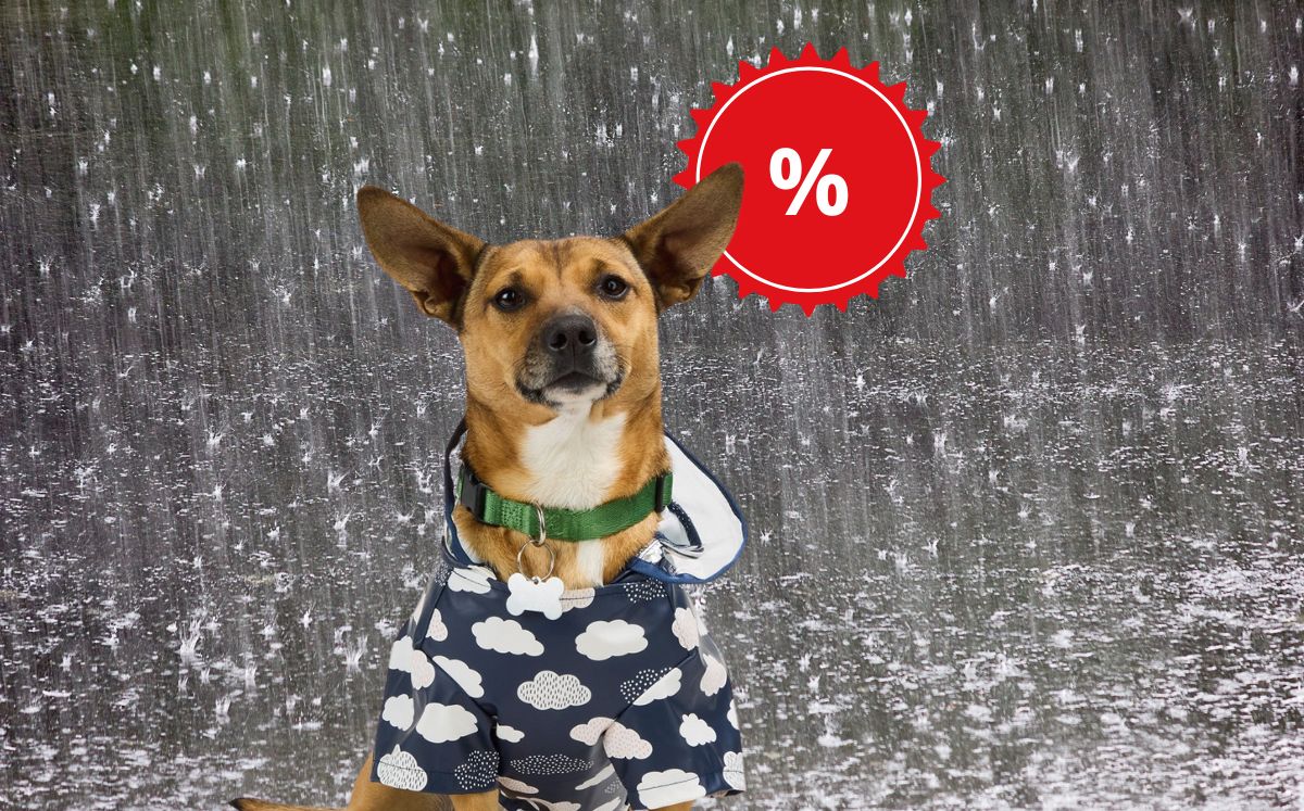 Petco pone en descuento un impermeable para que esta temporada de lluvias, tu perrito no se moje (Petco)