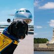 Estos son los requisitos para viajar con tu perro o gato a Estados Unidos en avión (Peses/Freepik)