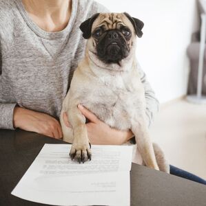 La verdad que no te contaron sobre el RUAC, el CURP para mascotas (Getty Images)