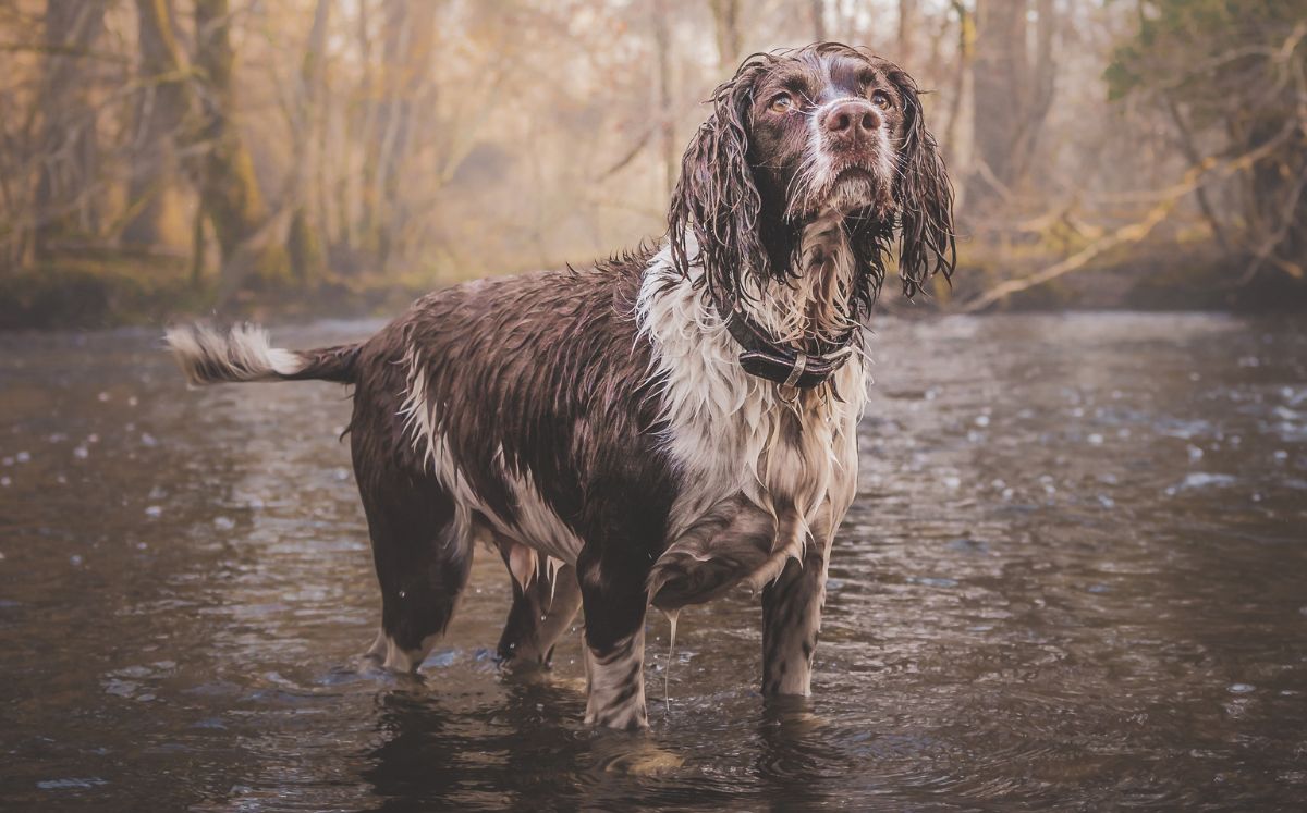 Precauciones clave para cachorros y perros geriátricos durante las lluvias (Freepik)