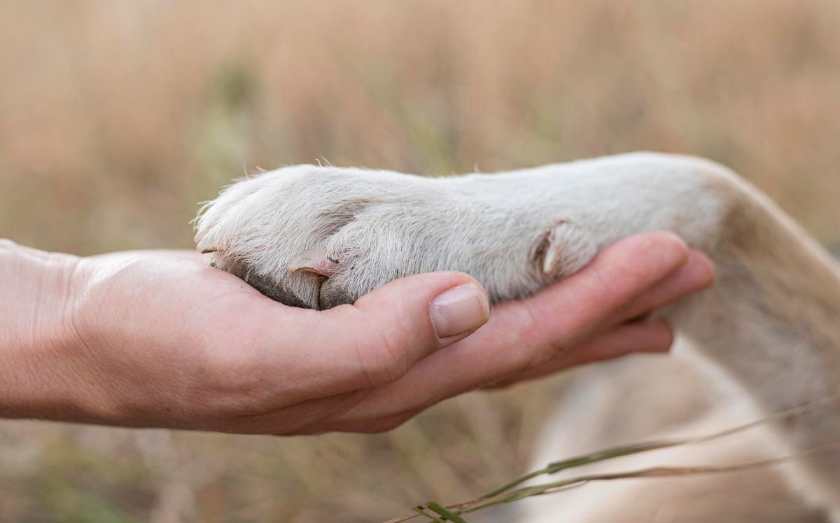 Crematorios de mascotas: Cómo identificar si es legal y ético (Freepik)