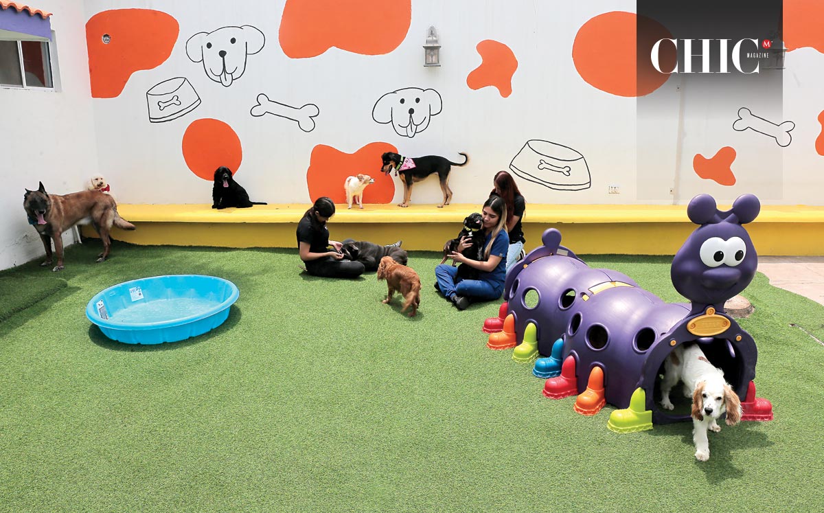 Son diferentes las actividades que realizan en Barking House / Foto: Daniel Saldívar