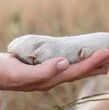 Crematorios de mascotas: Cómo identificar si es legal y ético (Freepik)