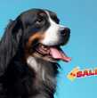 Liverpool pone en oferta esta carriola para perros (Freepik)