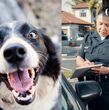 Paga tus multas en la CDMX cuidando perritos rescatados (Pexels)