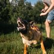 Provocan peleas entre perros para pedirte dinero; así actúan en CDMX (Getty Images)