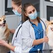 Vacunas que debe tener tu perro antes de viajar (Freepik)