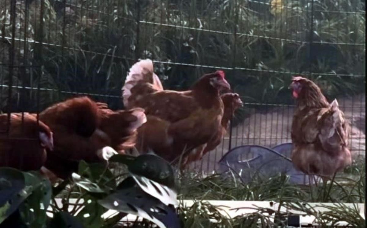 Gallinas que Bad Bunny usó en su residencia (TikTok)