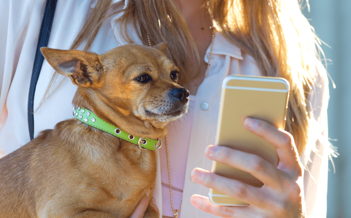 Collares inteligentes, GPS y rastreadores: así evoluciona el cuidado de mascotas en 2025 (Foto: Freepik)