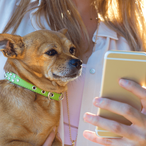 Collares inteligentes, GPS y rastreadores: así evoluciona el cuidado de mascotas en 2025 (Foto: Freepik)