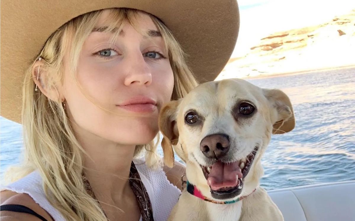Famosos que han adoptado perritos callejeros (Foto: Instagram)