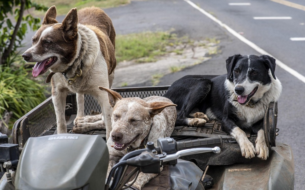 Un perro feliz muestra señales claras de bienestar y alegría.