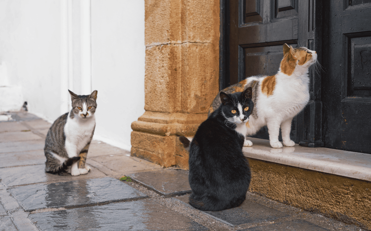 ¿Qué significa soñar con gatos? Esto dice la psicología  (Foto: Freepik)