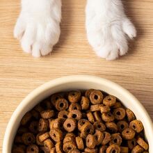 ¿Qué deben comer los perros? (Freepik)