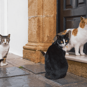 ¿Qué significa soñar con gatos? Esto dice la psicología  (Foto: Freepik)