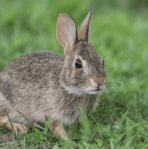 Así es el extraño virus detrás de los “conejos con tentáculos” en Estados Unidos (Foto: Freepik)